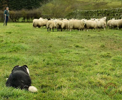 Border Collie 8M051D-25.JPG
